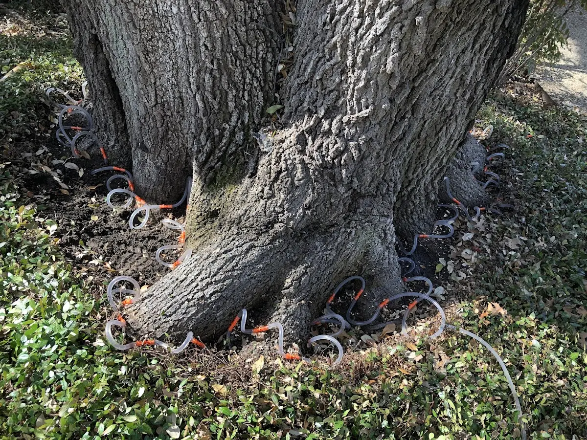 Detailed Shrub and Hedge Trimming job site in Piney Point