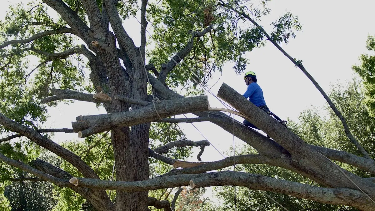 Professional Crown Thinning performed by certified arborists in Piney Point